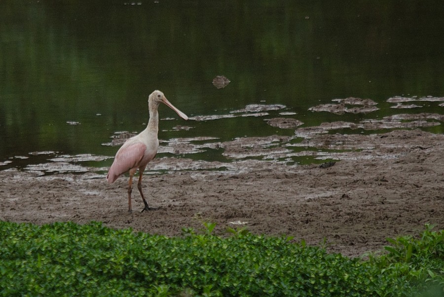 Roseate Spoonbill - ML387395701