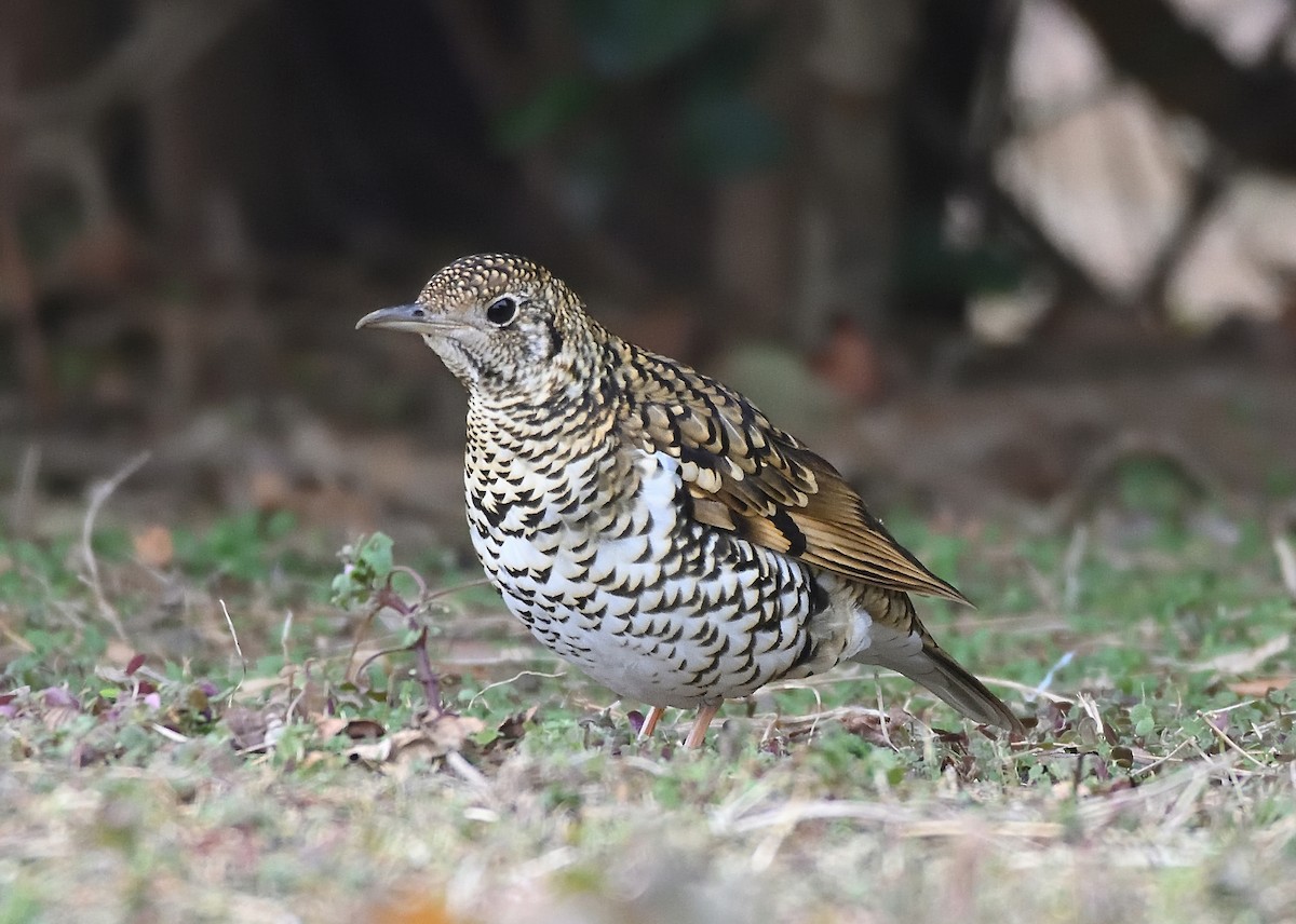 White's Thrush - ML387395811