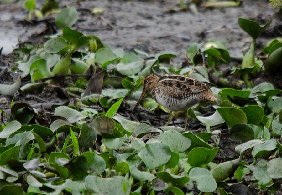 Pantanal Snipe - LUCIANO BERNARDES