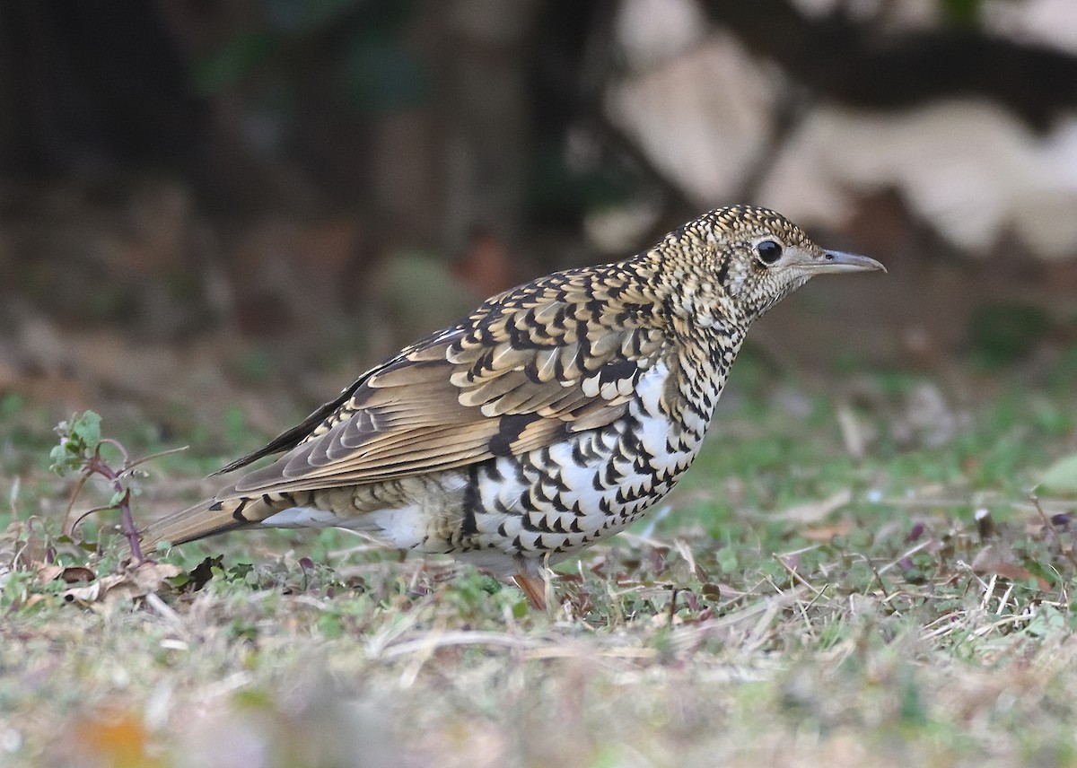 White's Thrush - ML387395861