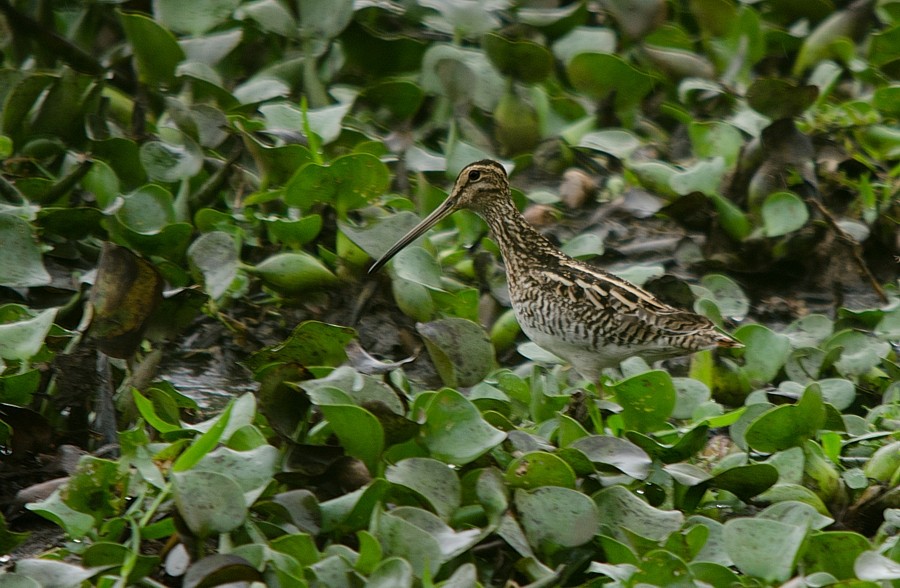 Pantanal Snipe - LUCIANO BERNARDES