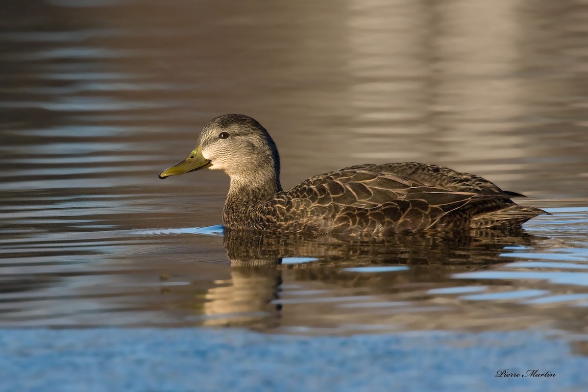 American Black Duck - pierre martin