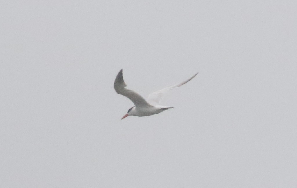 Caspian Tern - ML387396611