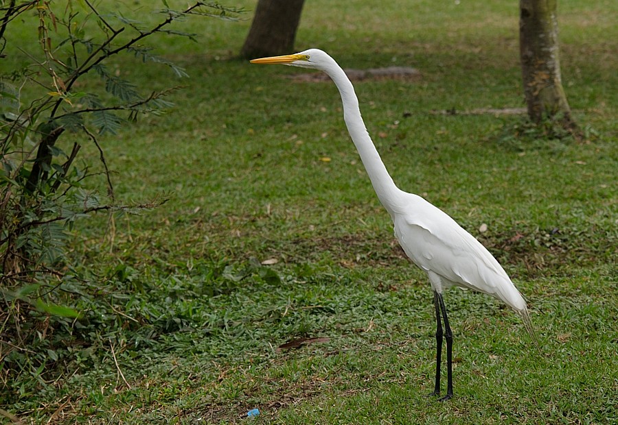 Great Egret - LUCIANO BERNARDES