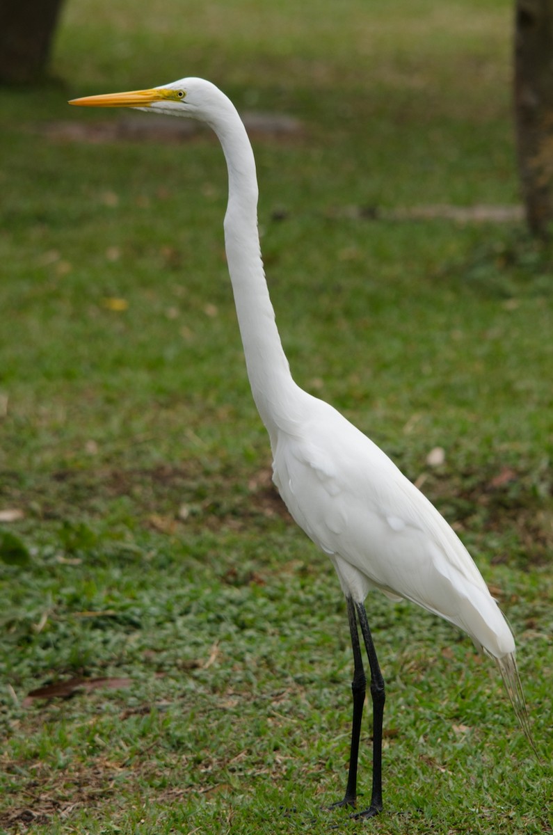 Great Egret - LUCIANO BERNARDES