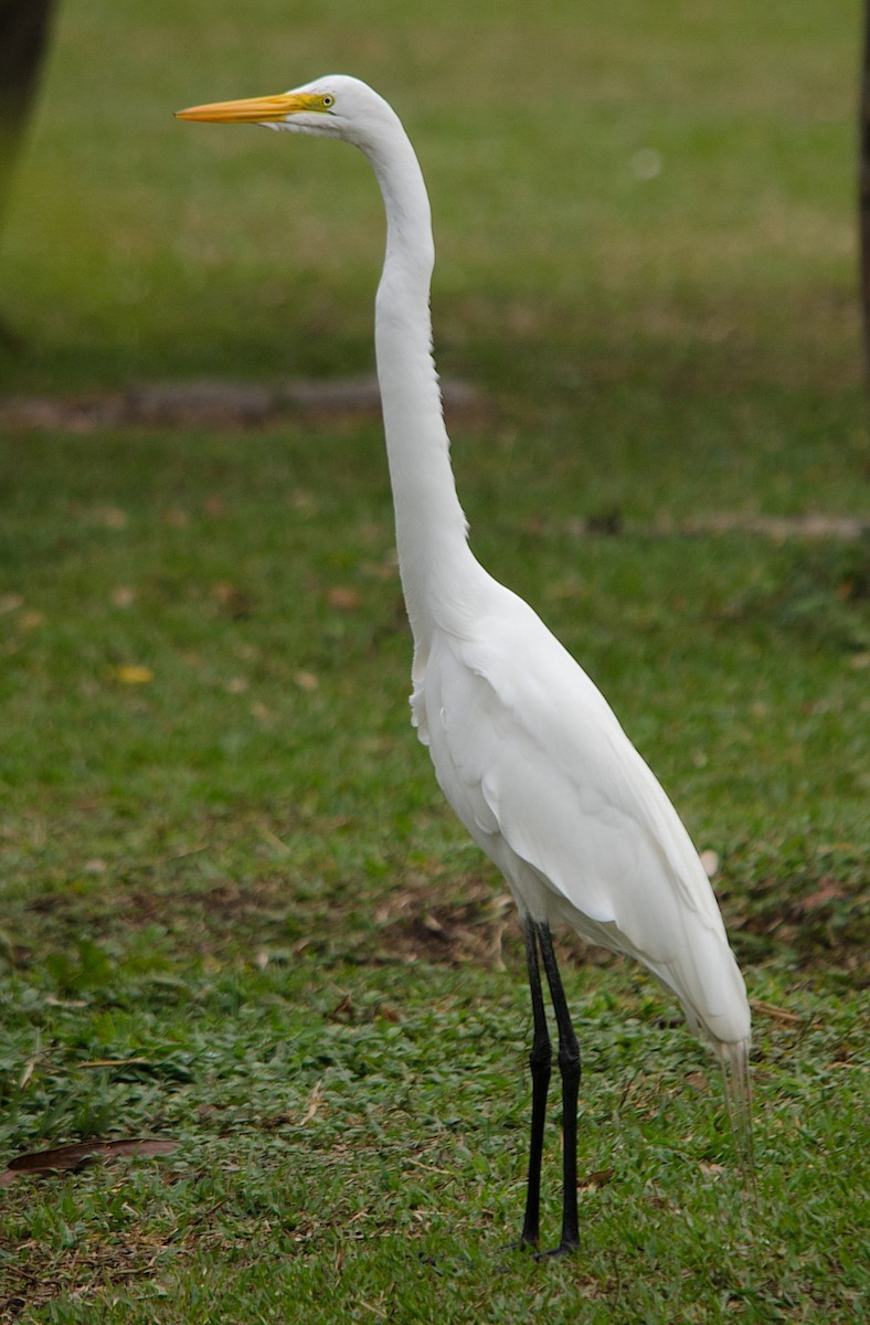 Great Egret - LUCIANO BERNARDES