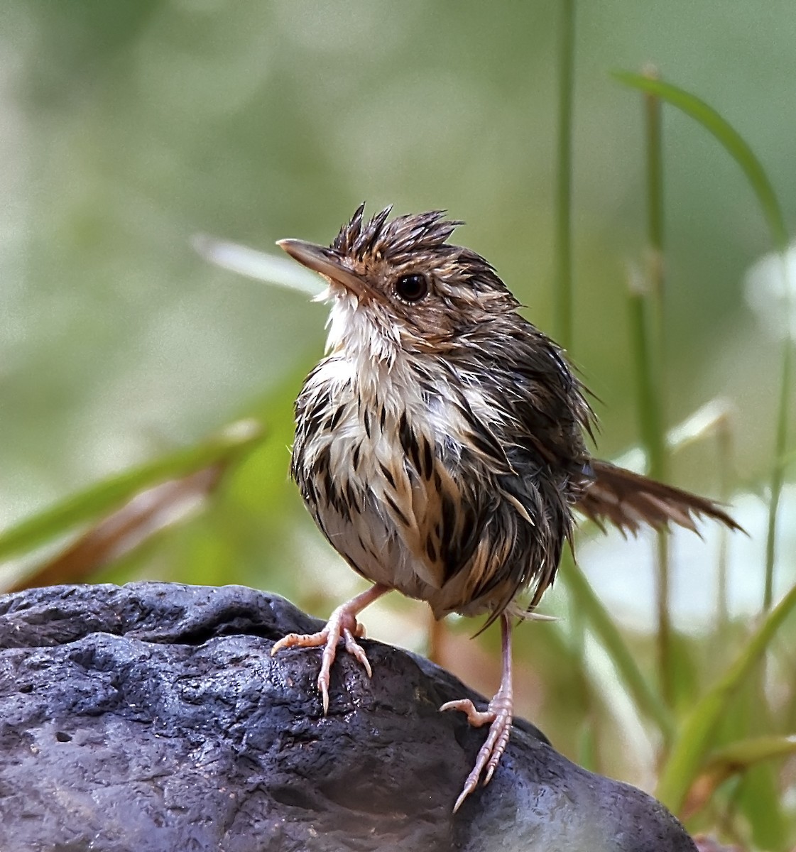 Puff-throated Babbler - Susanta Basak