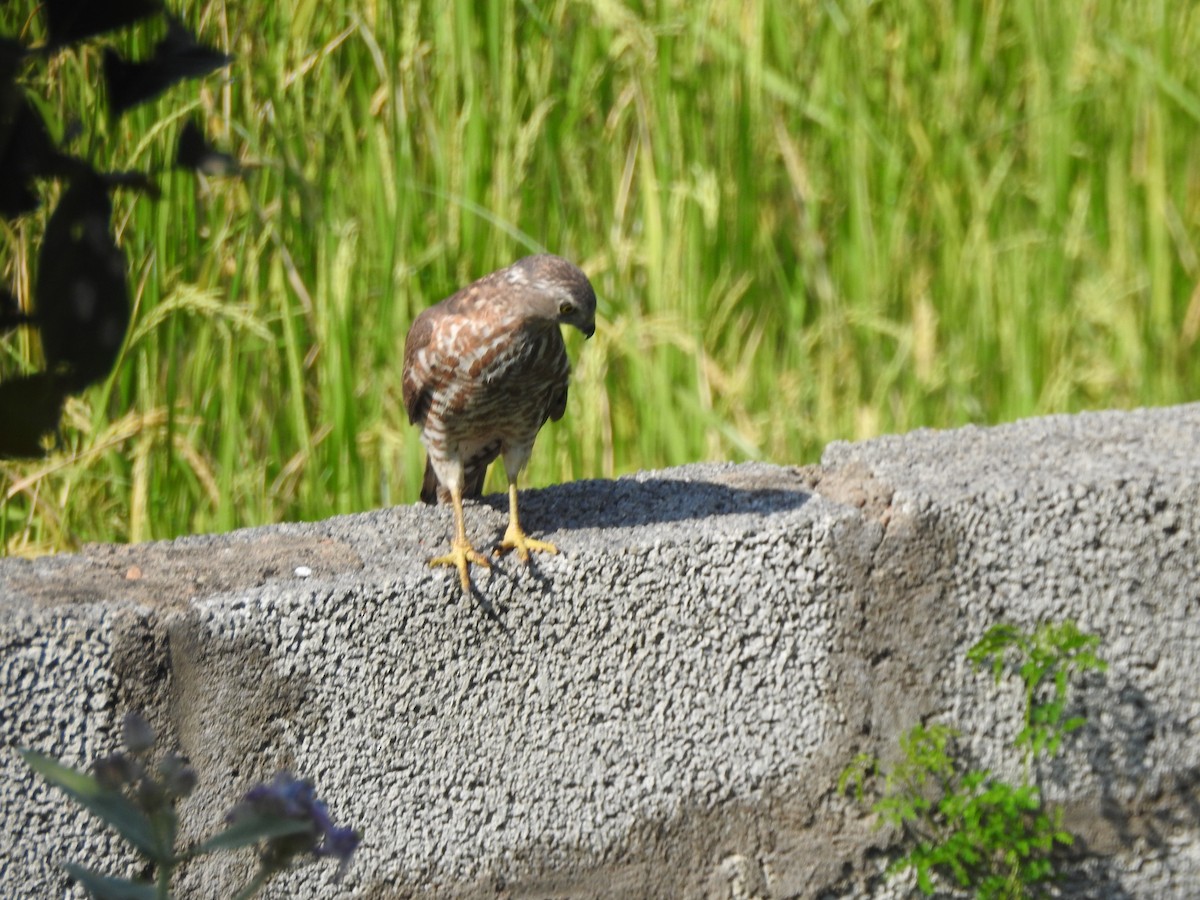 タカサゴダカ - ML387398691