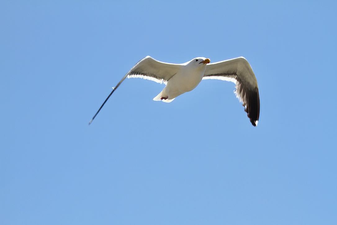 Western Gull - ML387399881