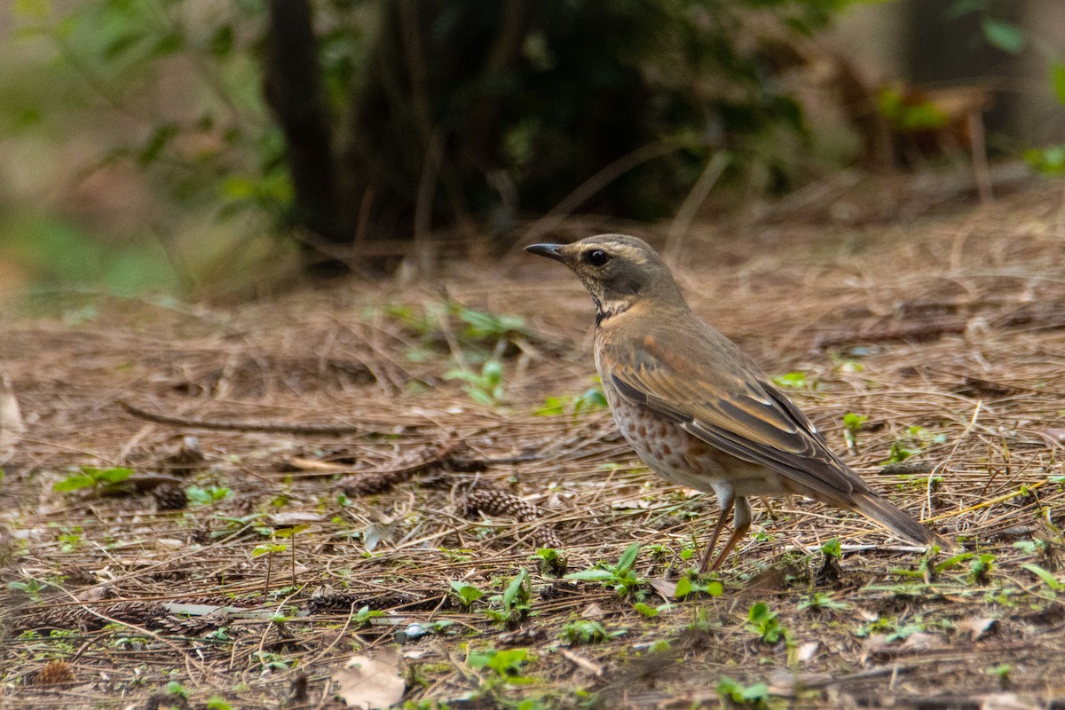 Naumann's Thrush - ML387401441