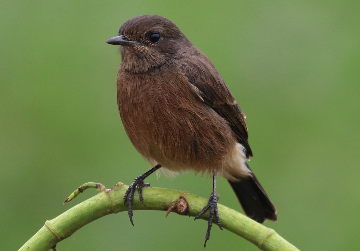 Pied Bushchat - ML387402401
