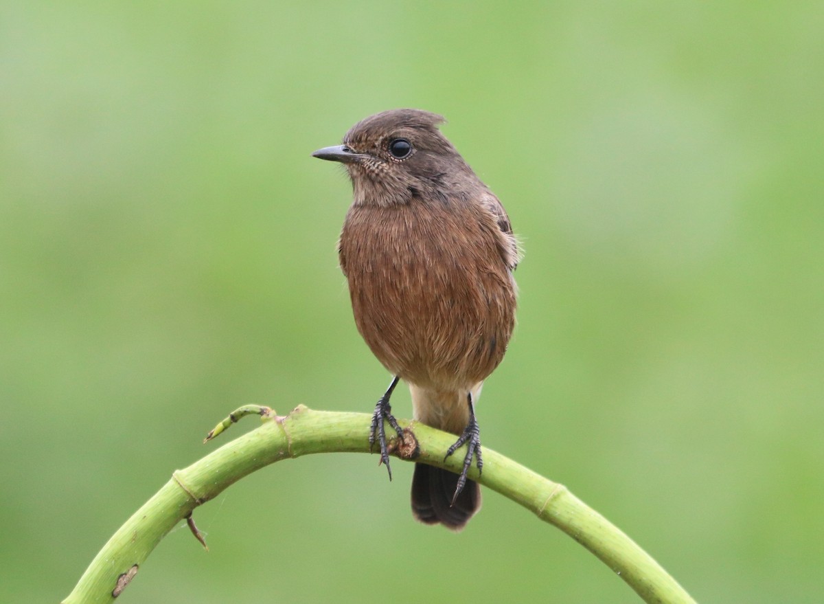 Pied Bushchat - ML387402431
