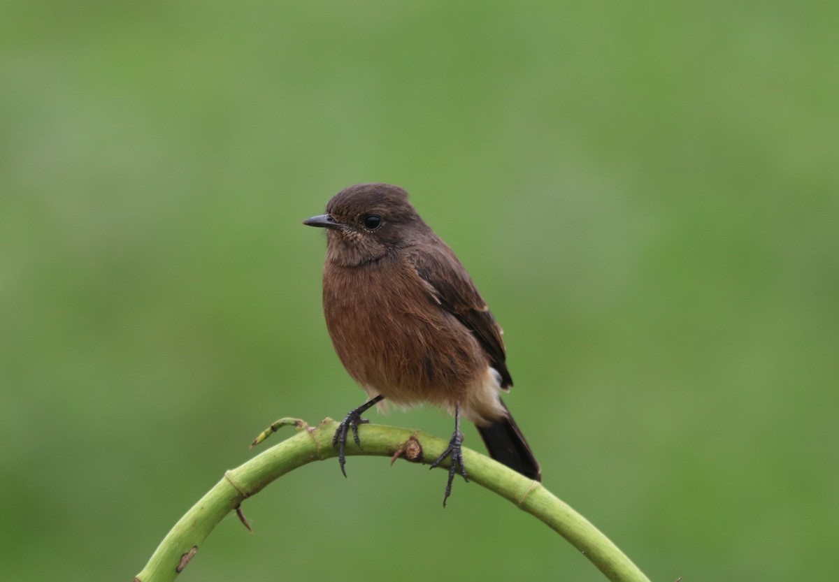 Pied Bushchat - ML387402471