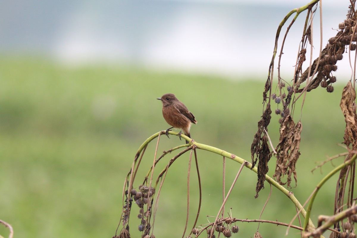 Pied Bushchat - ML387402521