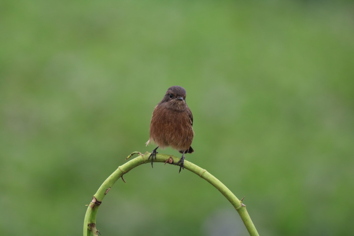 Pied Bushchat - ML387402541