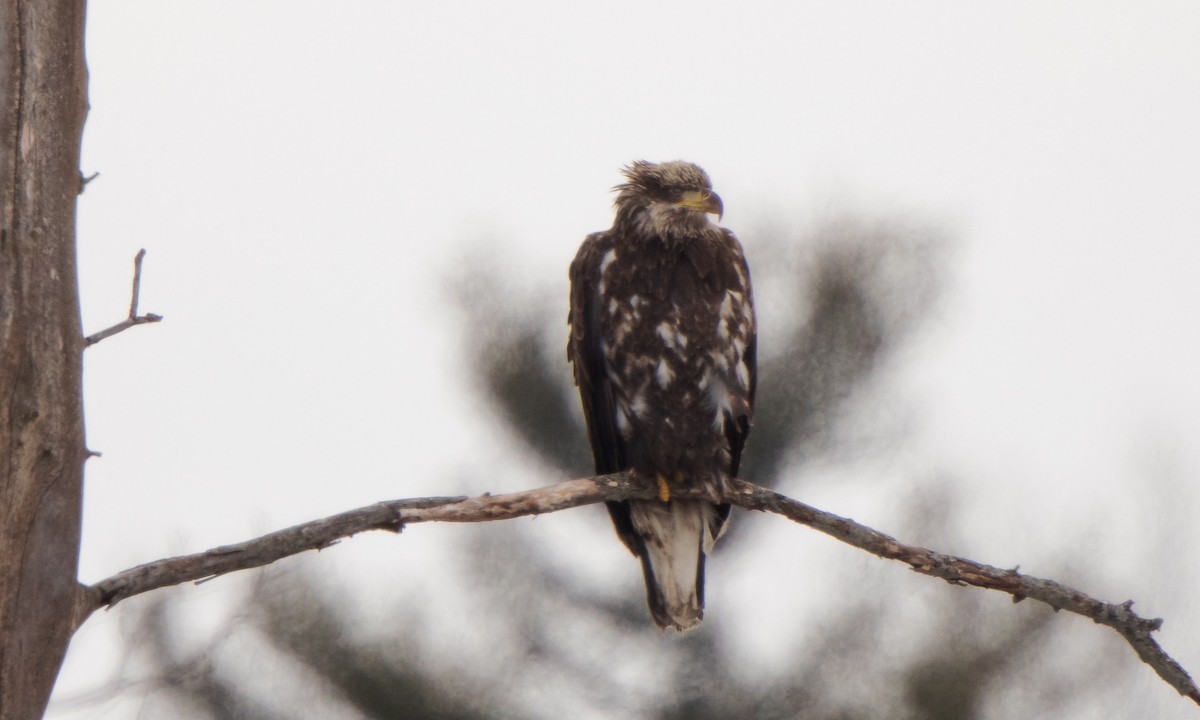 Bald Eagle - ML387402971