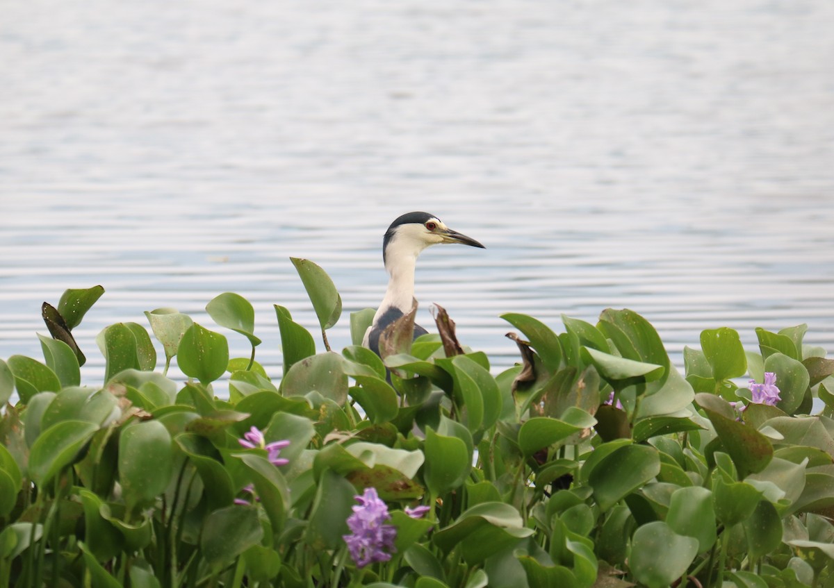 Black-crowned Night Heron - ML387403761