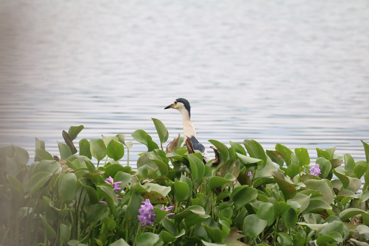 Black-crowned Night Heron - ML387403811