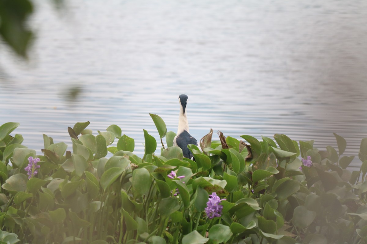 Black-crowned Night Heron - ML387403821