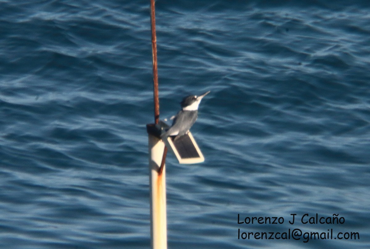 Belted Kingfisher - ML387404291