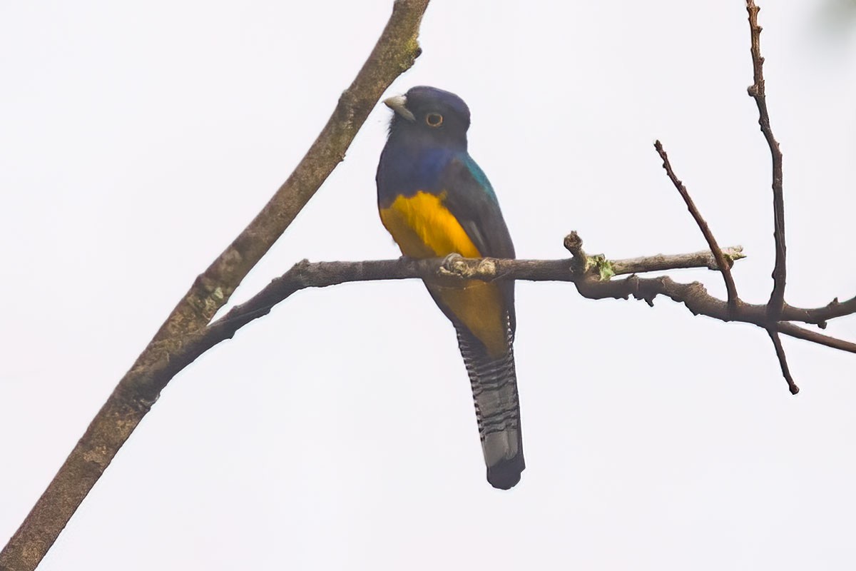 Green-backed Trogon - ML387404421