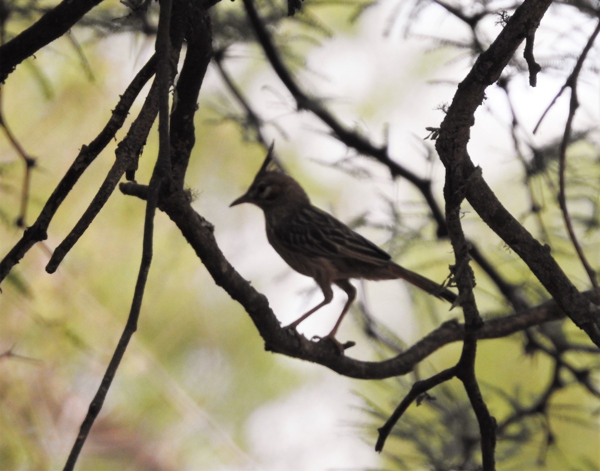 Lark-like Brushrunner - ML387404591