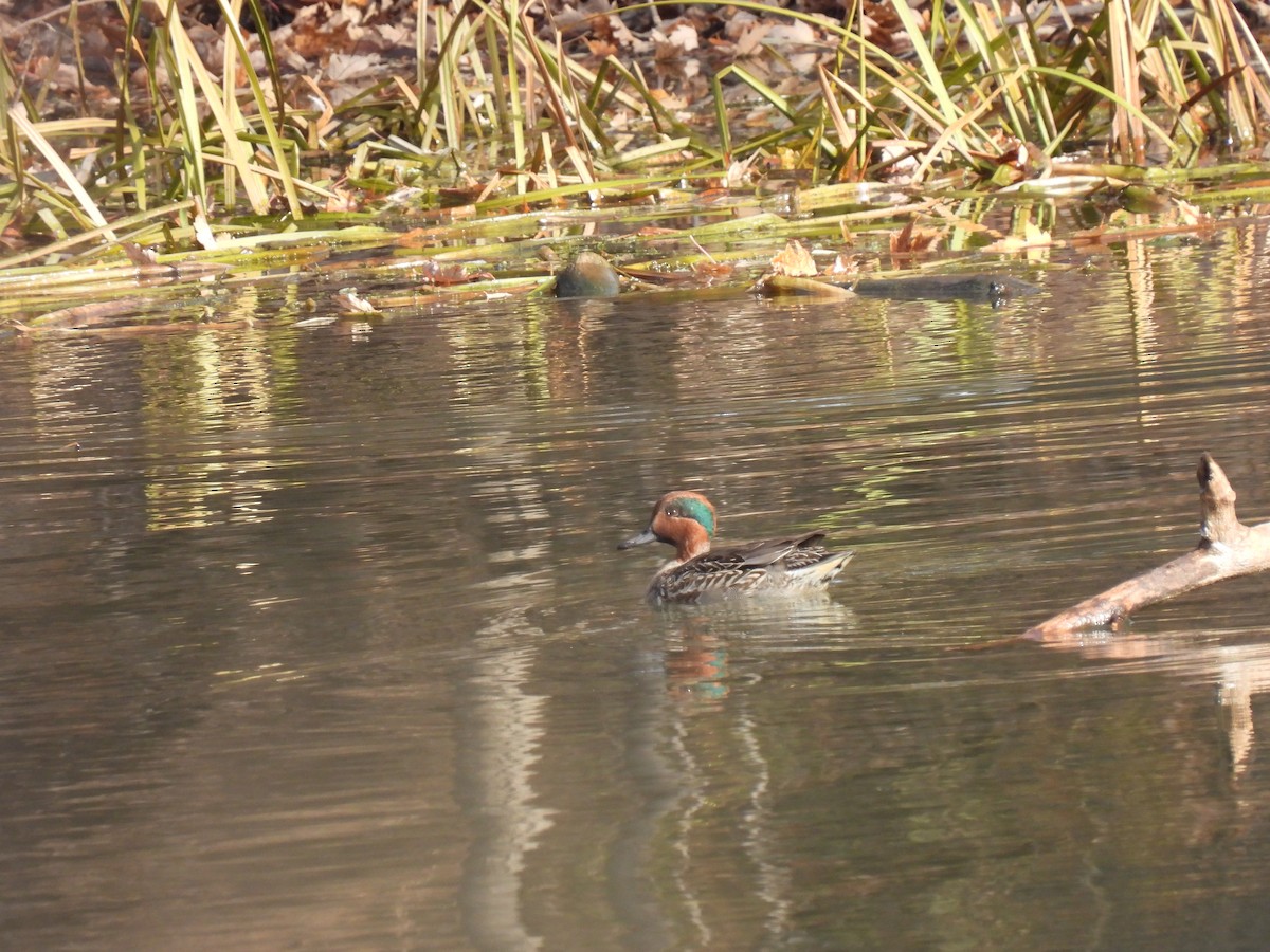 Green-winged Teal - ML387406171