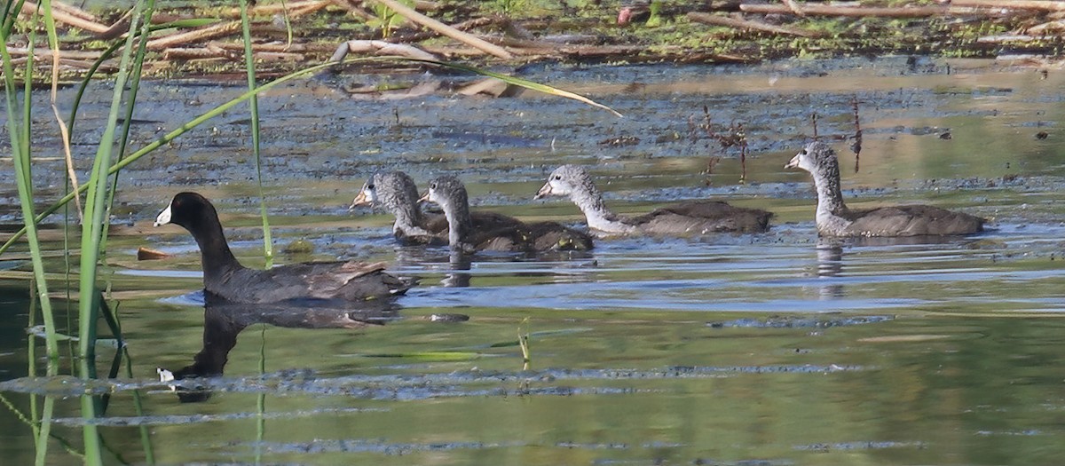 American Coot - ML387407451