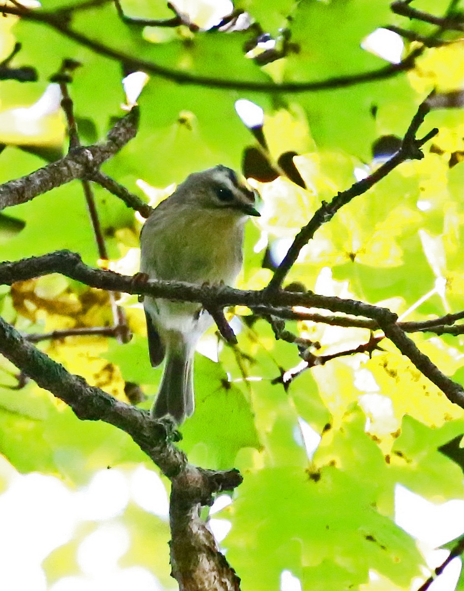 Golden-crowned Kinglet - ML387408721