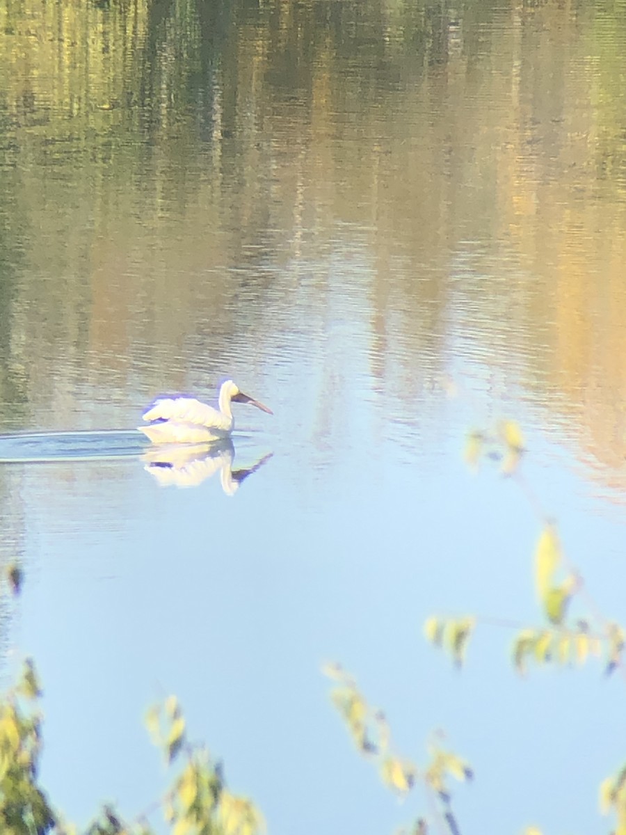 American White Pelican - ML387410361