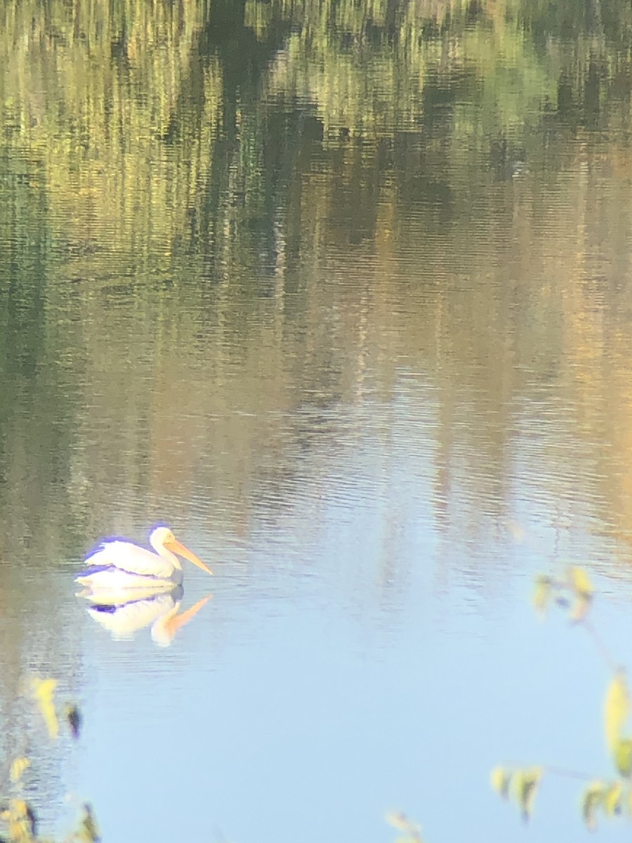 American White Pelican - ML387410371