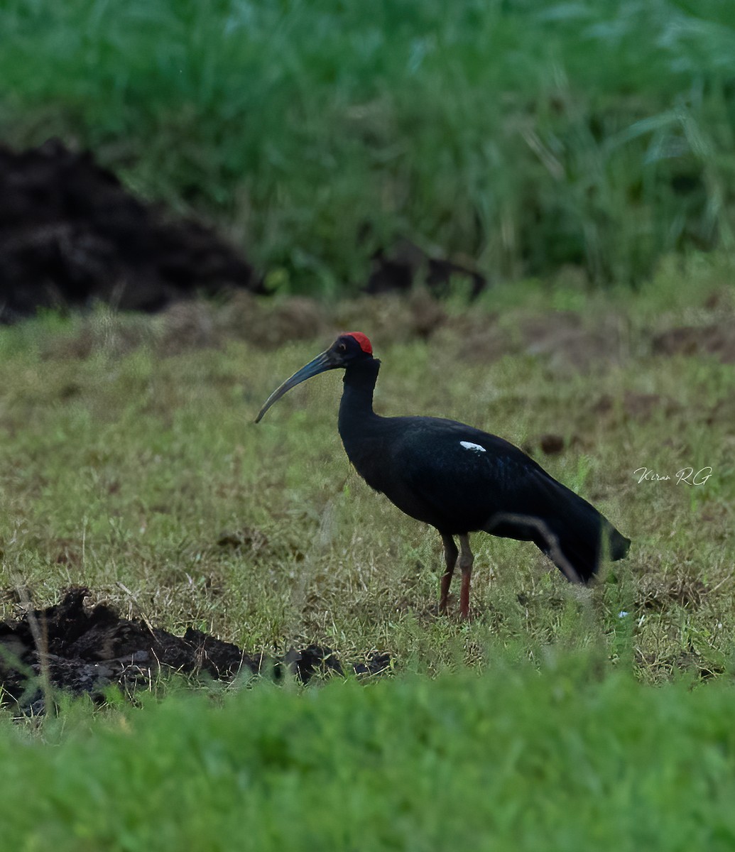 Red-naped Ibis - ML387412181