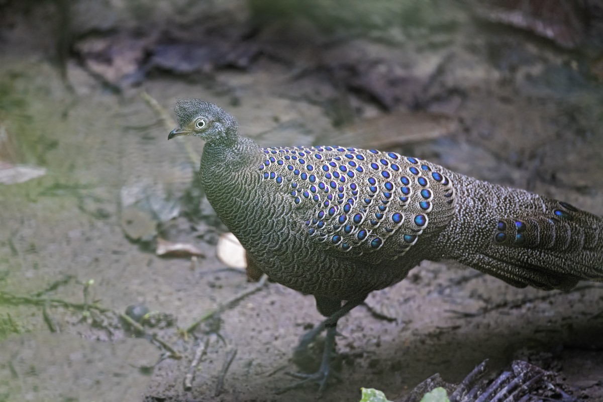 Gray Peacock-Pheasant - ML387413111