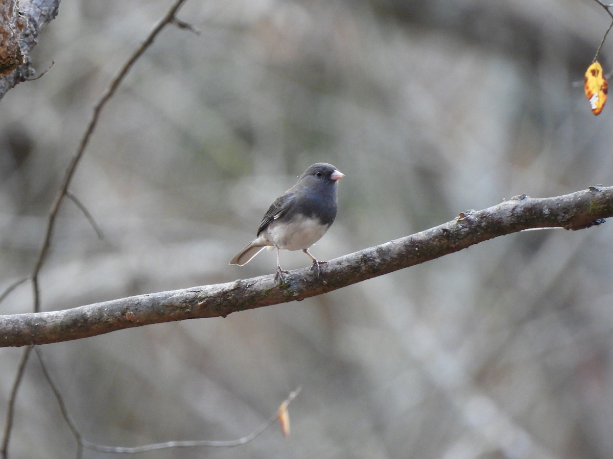 Dark-eyed Junco - ML387413371