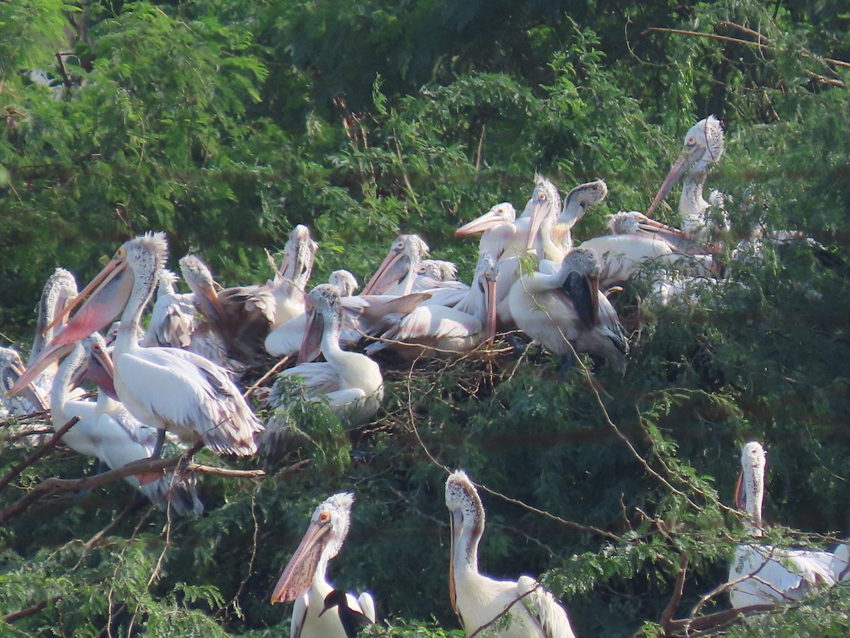 Spot-billed Pelican - ML387413401