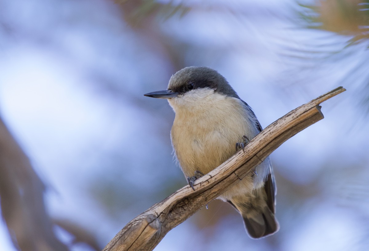 Pygmy Nuthatch - Will Sweet