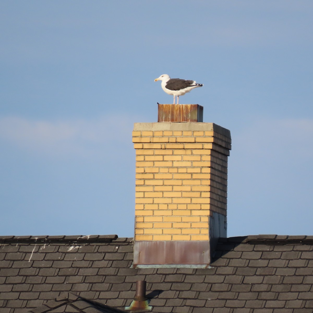 Great Black-backed Gull - ML387418241