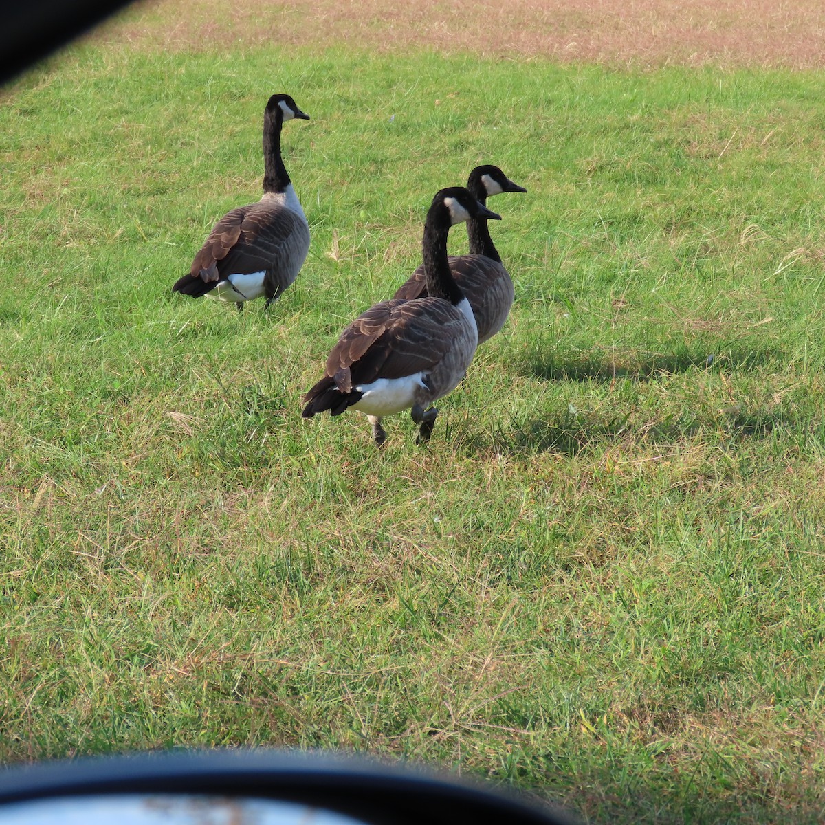 Canada Goose - ML387418371