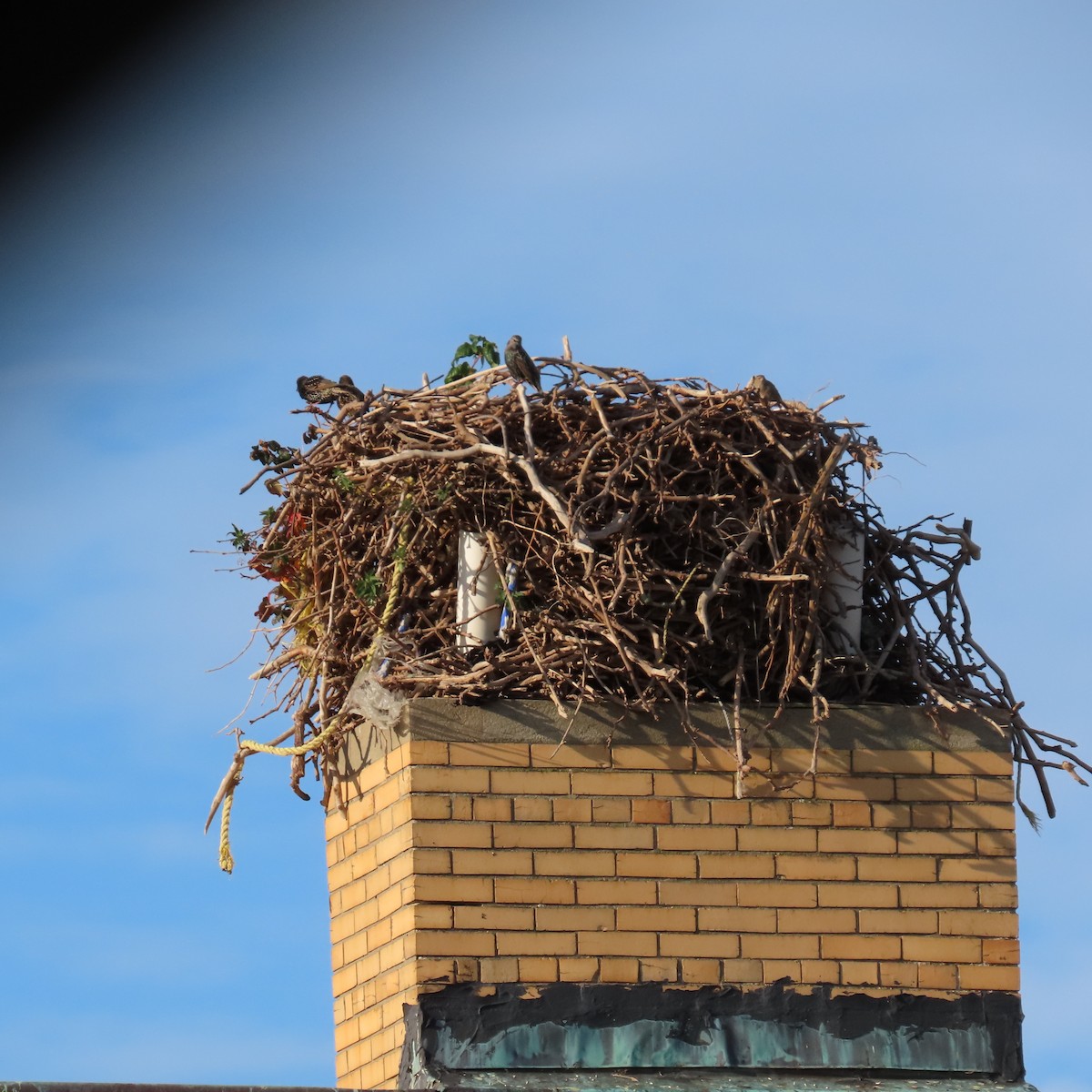 European Starling - ML387418641