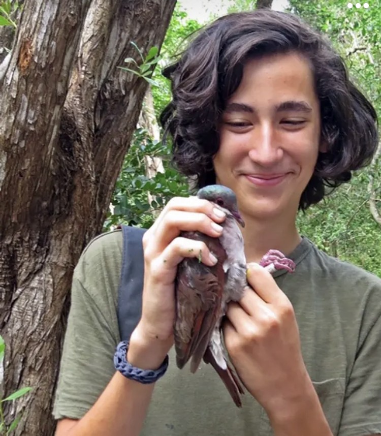 Key West Quail-Dove - ML387420291