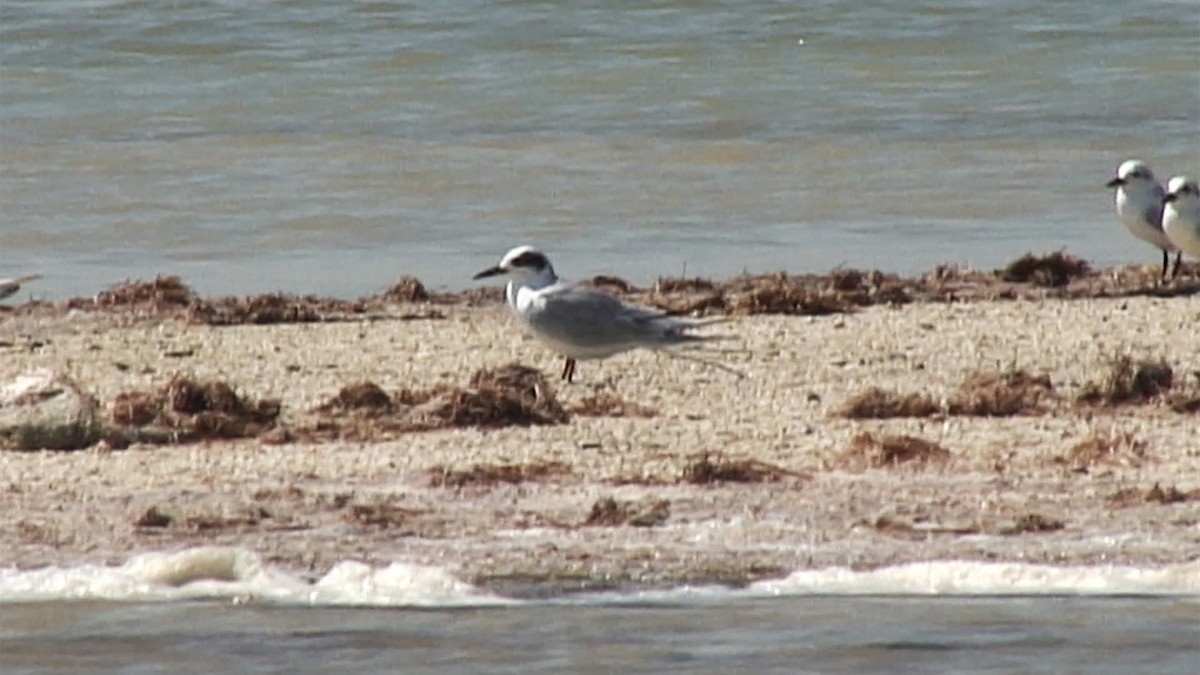 Forster's Tern - ML387420611