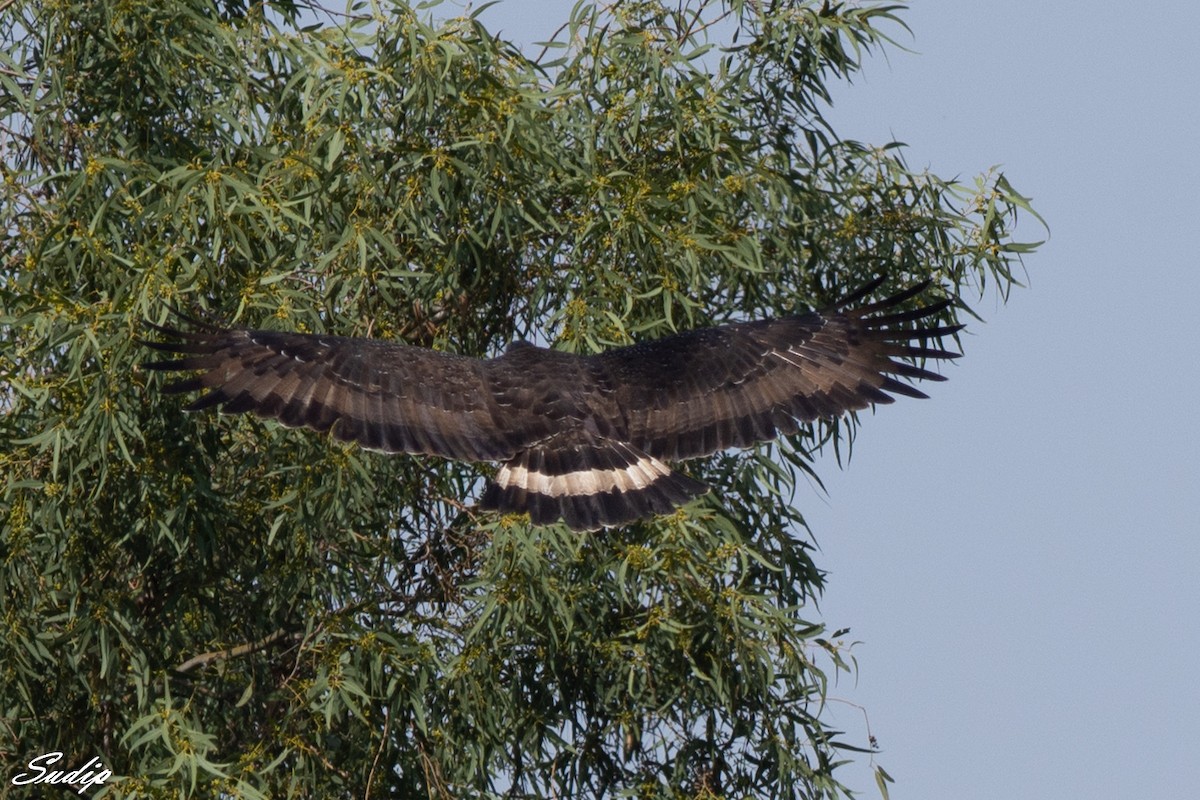 Crested Serpent-Eagle - ML387420651