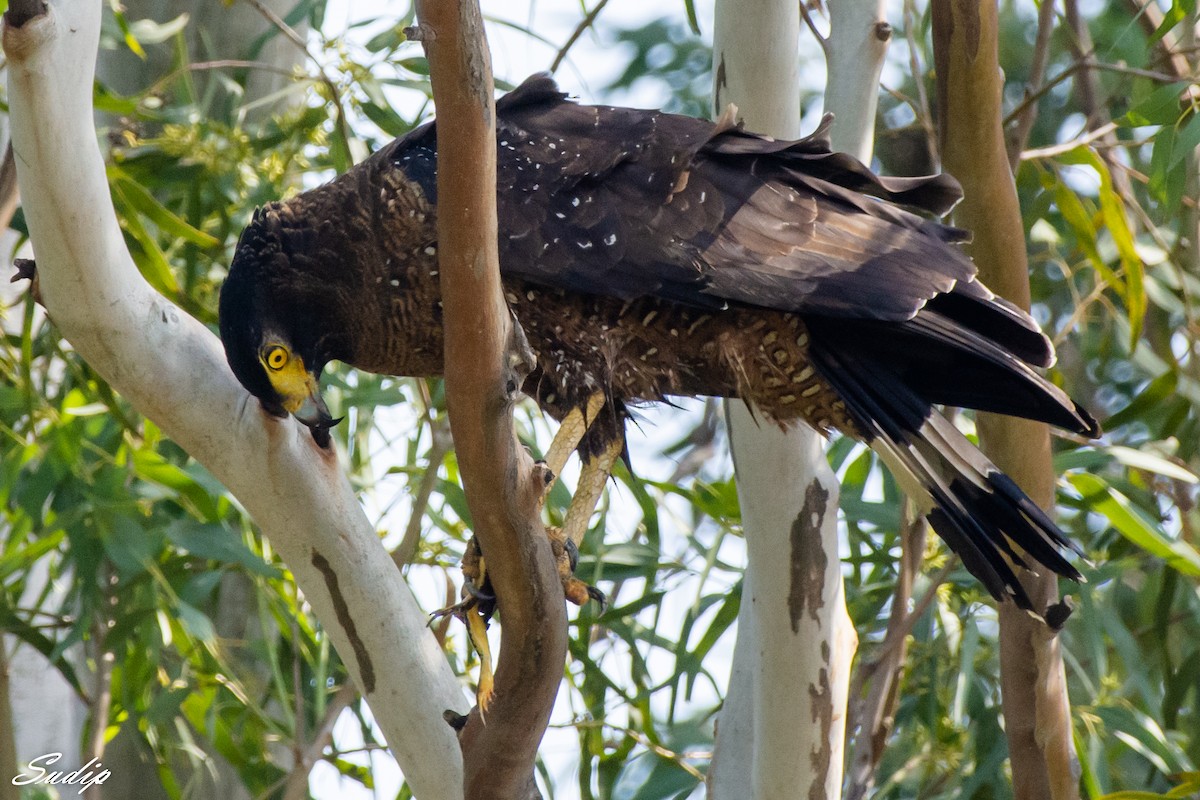 Crested Serpent-Eagle - ML387420661