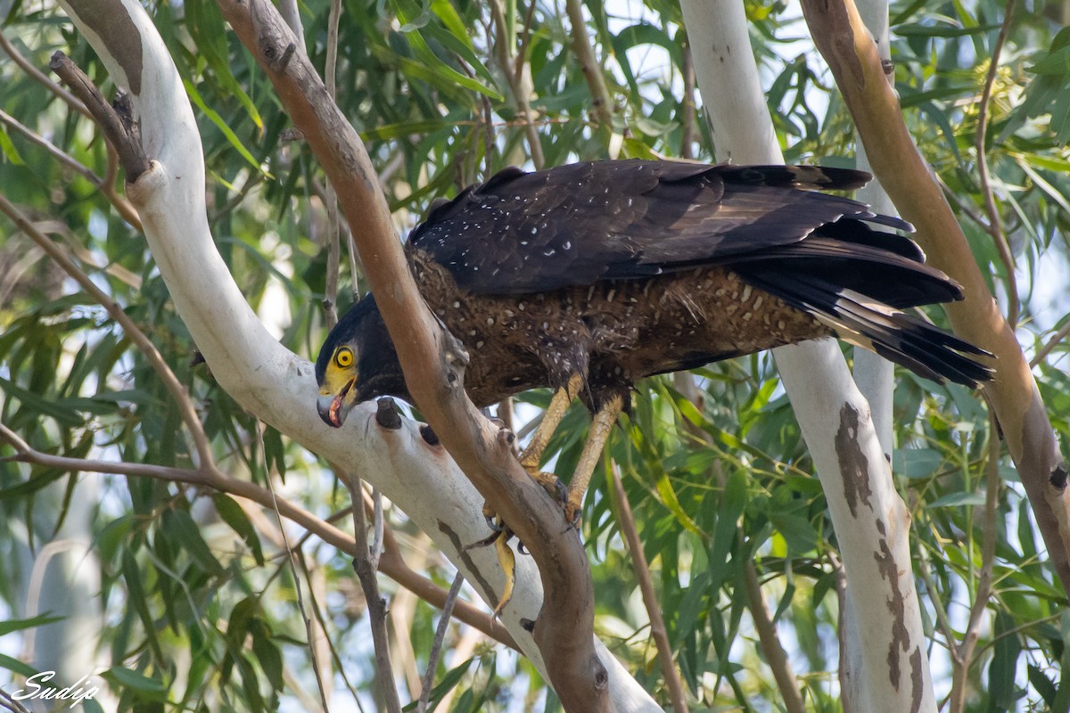 Crested Serpent-Eagle - ML387420671