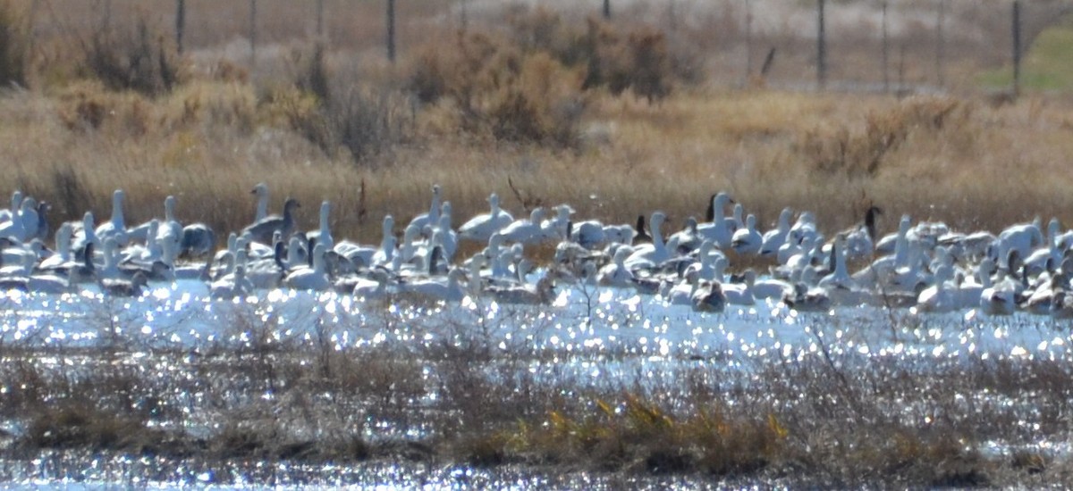 Snow Goose - ML387421481