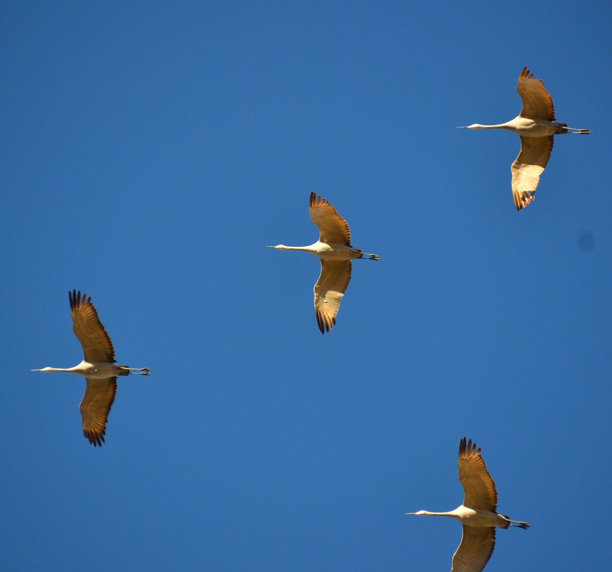 Sandhill Crane - ML387421991
