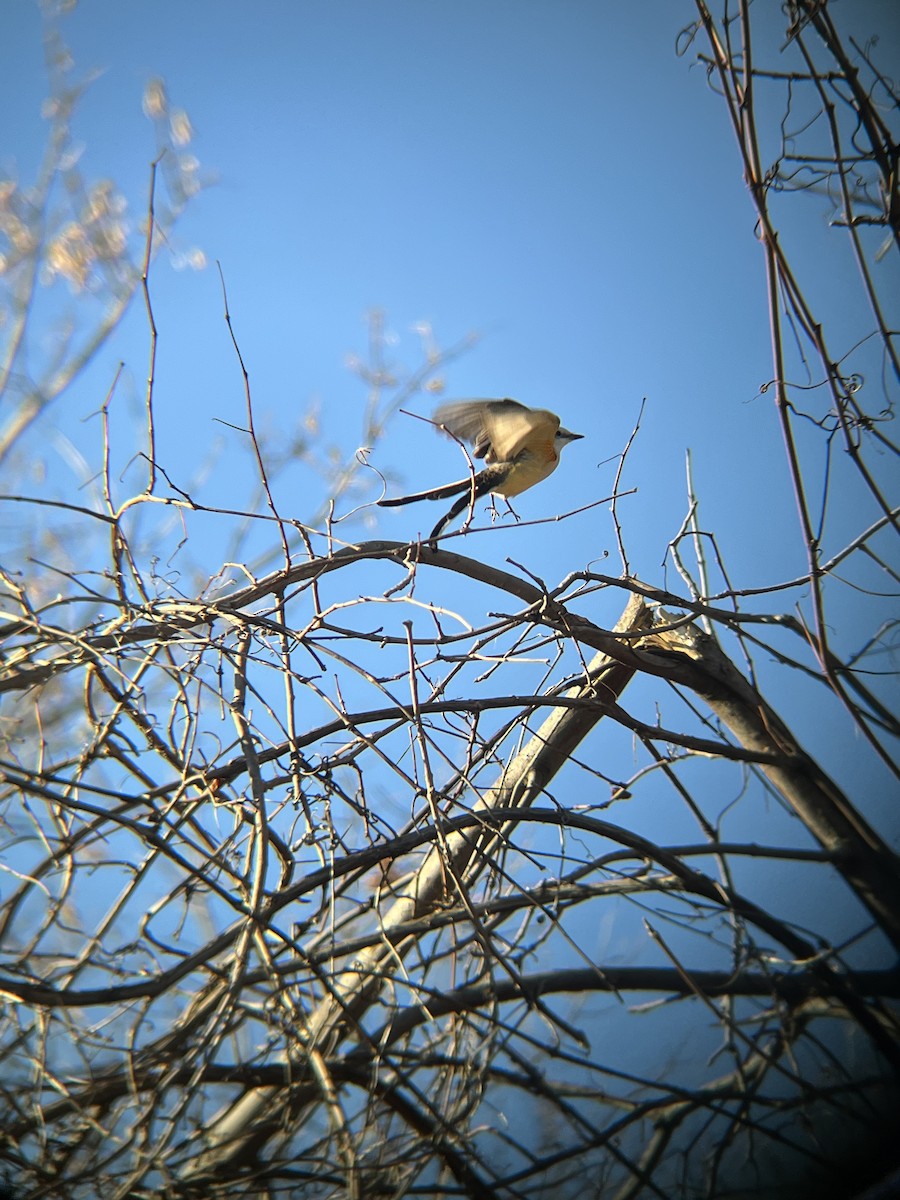 Scissor-tailed Flycatcher - ML387422611