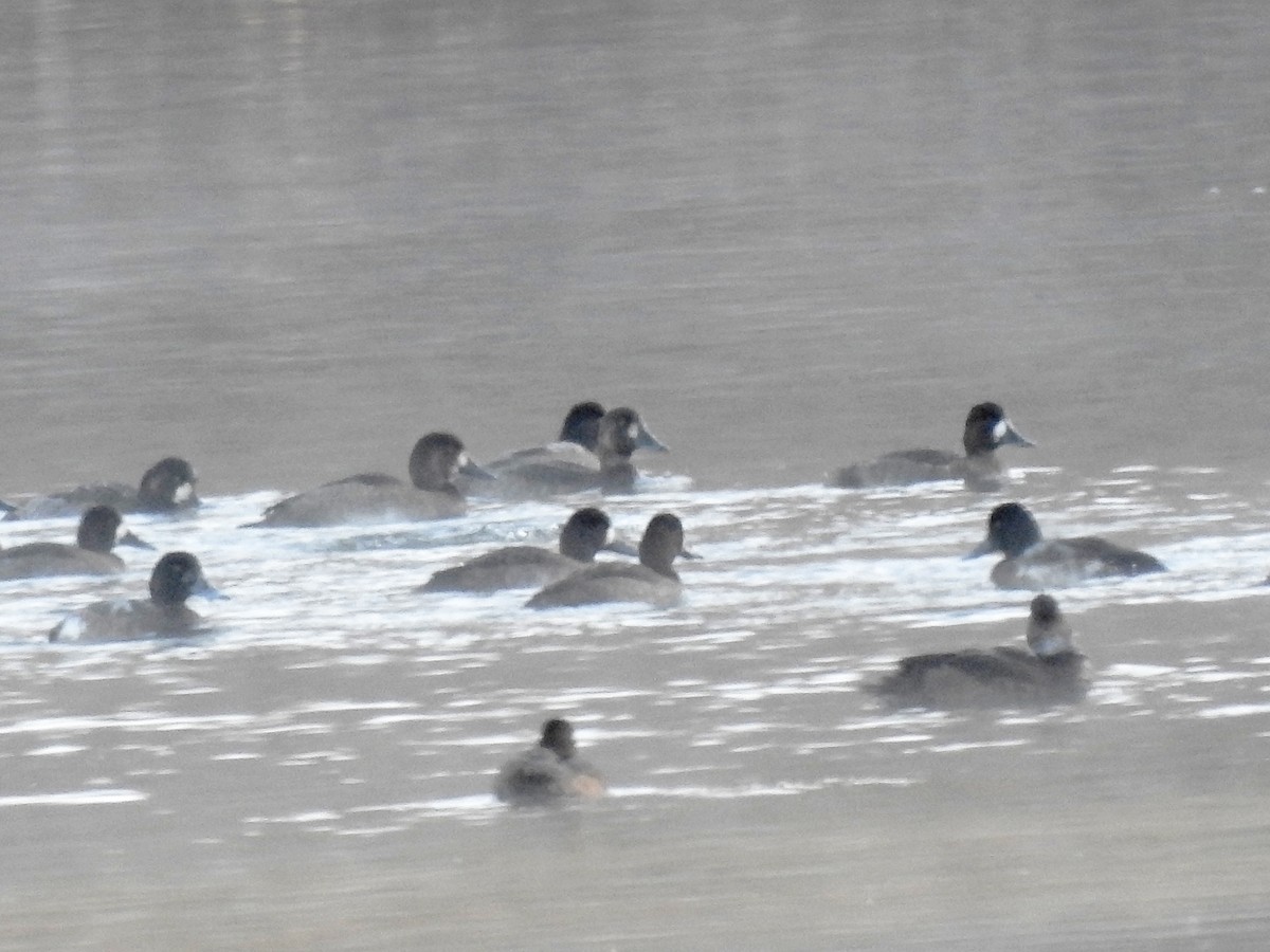 Greater Scaup - ML387423801