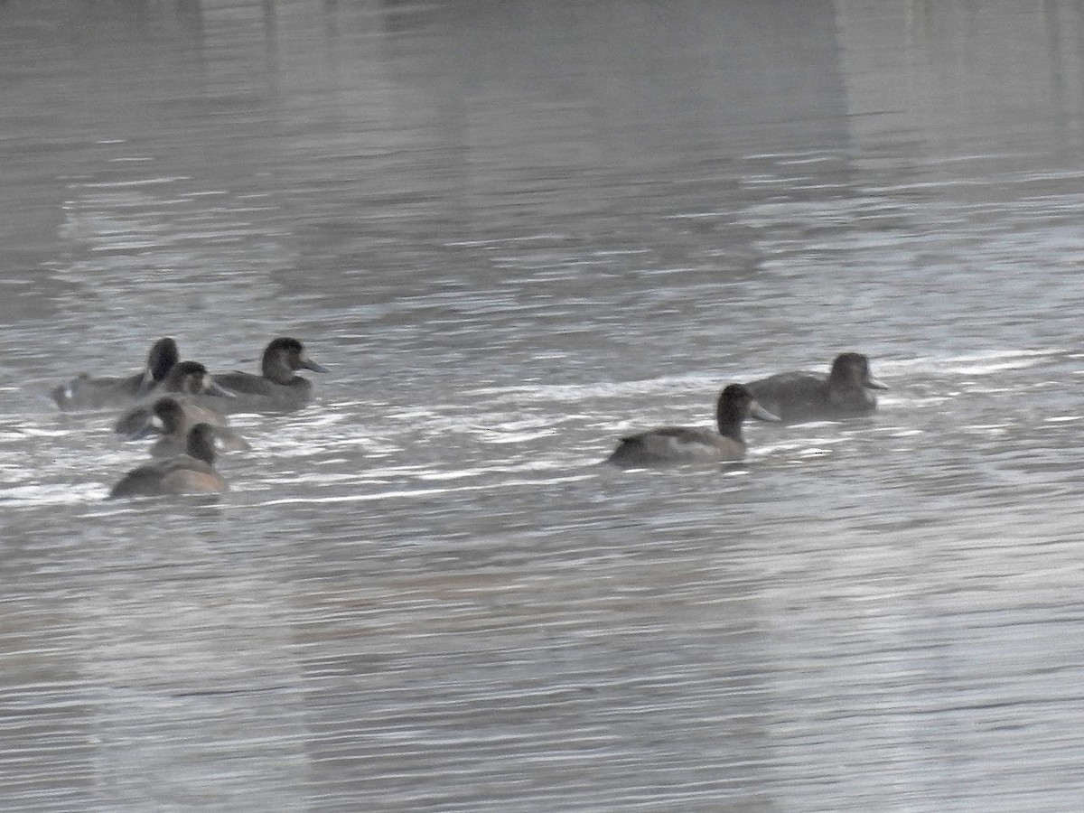 Greater Scaup - ML387423821