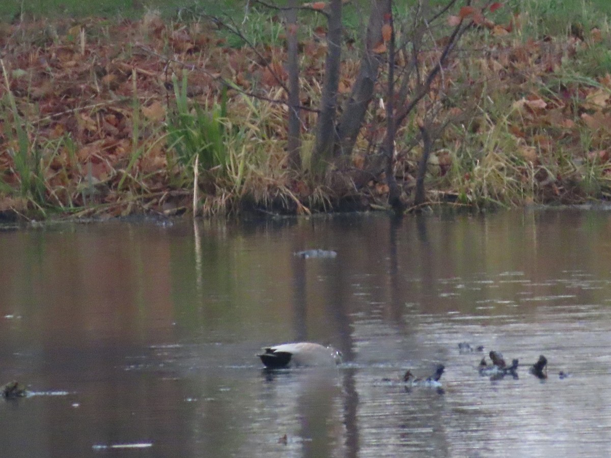 Gadwall - ML387425381